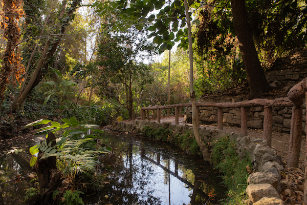Ferndell Nature Path in the Park.